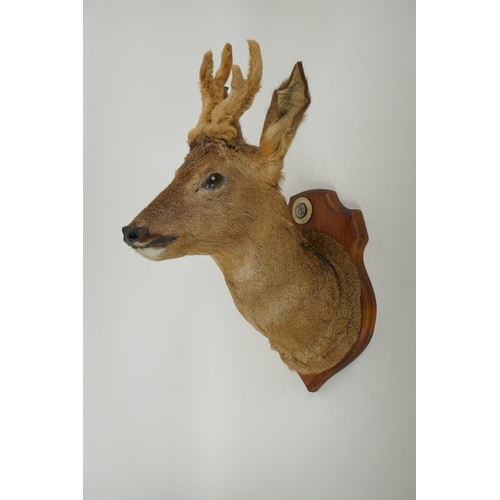 271 - An antique taxidermy roe buck in velvet, mounted on a pine shield shaped plaque, bears label verso, ... 