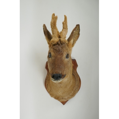 271 - An antique taxidermy roe buck in velvet, mounted on a pine shield shaped plaque, bears label verso, ... 