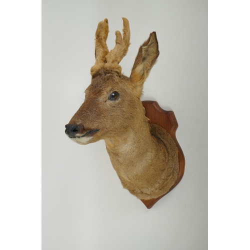 271 - An antique taxidermy roe buck in velvet, mounted on a pine shield shaped plaque, bears label verso, ... 