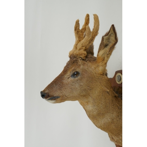 271 - An antique taxidermy roe buck in velvet, mounted on a pine shield shaped plaque, bears label verso, ... 