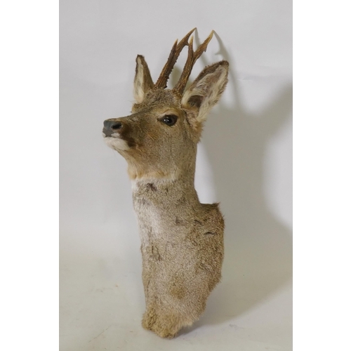 301 - Taxidermy, a vintage stuffed and moulded deer's head, 53cm high