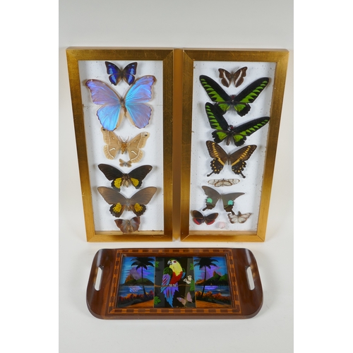 160 - A pair of framed taxidermy butterfly displays and an inlaid wood Rio de Janeiro butterfly wing tray,... 