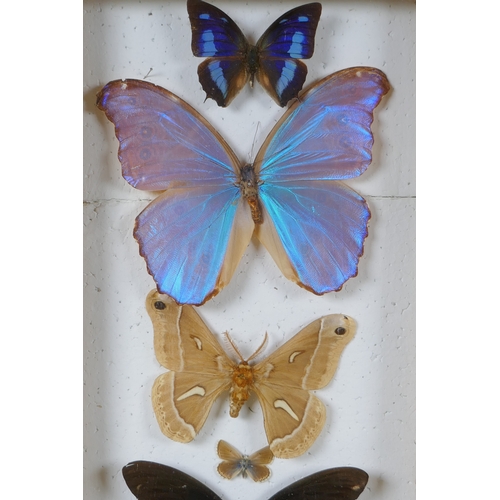 160 - A pair of framed taxidermy butterfly displays and an inlaid wood Rio de Janeiro butterfly wing tray,... 