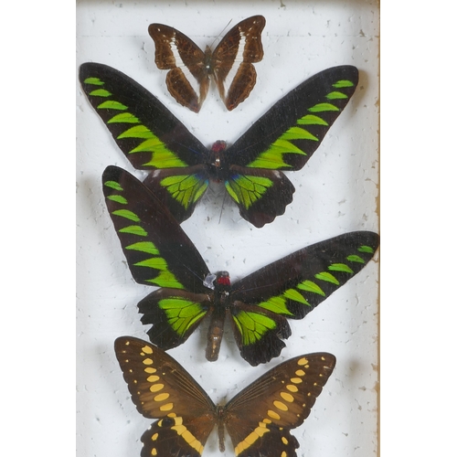 160 - A pair of framed taxidermy butterfly displays and an inlaid wood Rio de Janeiro butterfly wing tray,... 