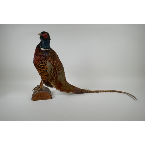 57 - A taxidermy pheasant standing on a log, dated 1976 and initialled T.J.M. to base, 40cm high