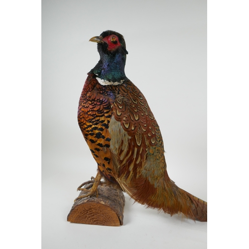 57 - A taxidermy pheasant standing on a log, dated 1976 and initialled T.J.M. to base, 40cm high