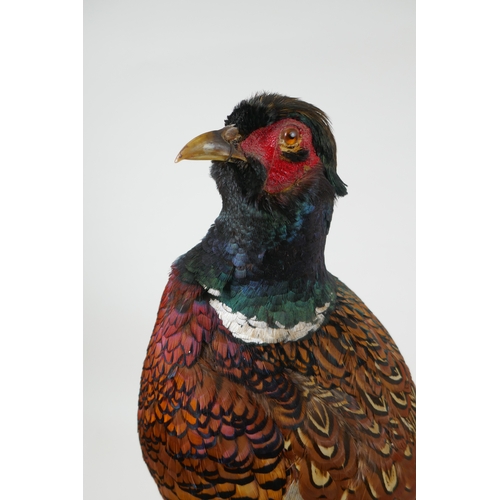 57 - A taxidermy pheasant standing on a log, dated 1976 and initialled T.J.M. to base, 40cm high