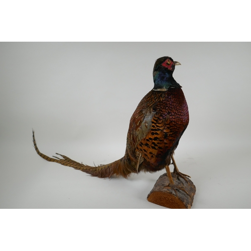 57 - A taxidermy pheasant standing on a log, dated 1976 and initialled T.J.M. to base, 40cm high