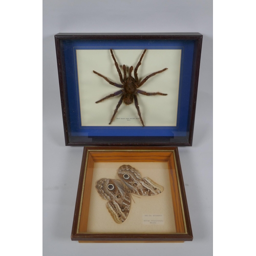 28 - A framed taxidermy specimen of a blue blackbird eating spider of Peru, and a framed owl butterfly sp... 