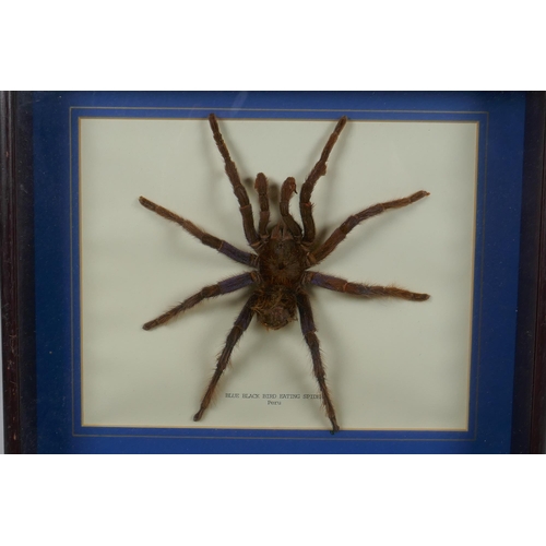 28 - A framed taxidermy specimen of a blue blackbird eating spider of Peru, and a framed owl butterfly sp... 