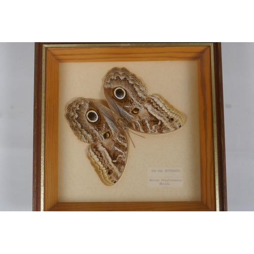 28 - A framed taxidermy specimen of a blue blackbird eating spider of Peru, and a framed owl butterfly sp... 