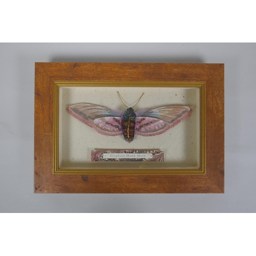 851 - Jane Cobbett, 2012, Elephant Hawk Moth, textile and mixed media artwork, 23 x 10cm