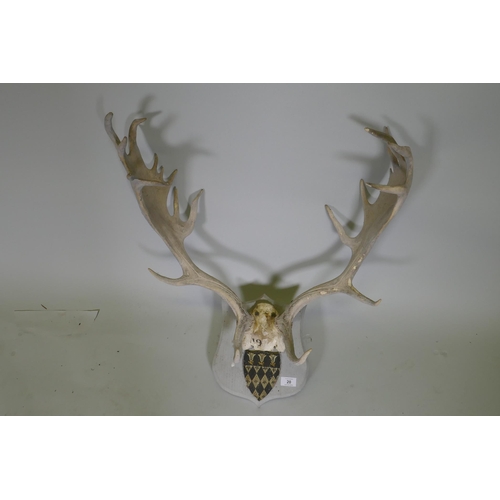 20 - A set of deer antlers mounted on wood plaque with armorial crest, originally dated 1914, 73cm high, ... 