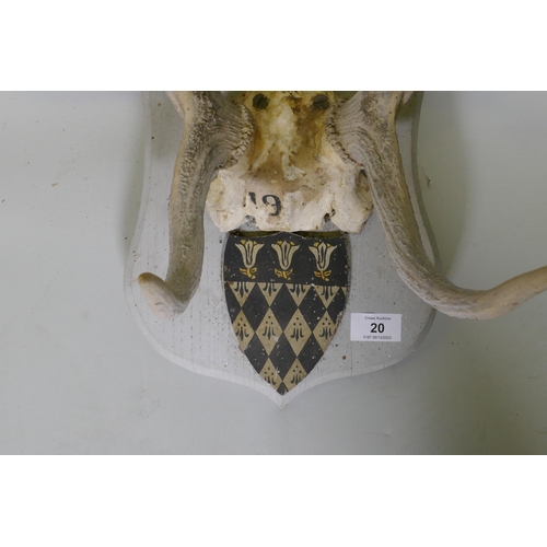 20 - A set of deer antlers mounted on wood plaque with armorial crest, originally dated 1914, 73cm high, ... 