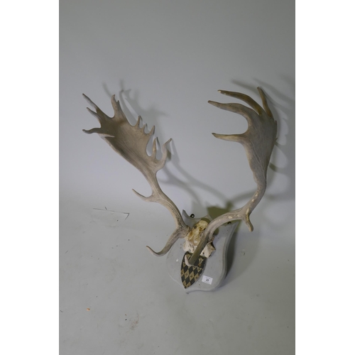 20 - A set of deer antlers mounted on wood plaque with armorial crest, originally dated 1914, 73cm high, ... 