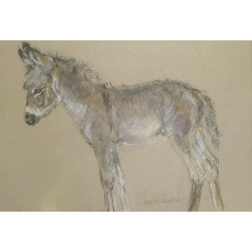 853 - Vera Hawerth, donkey foal, crayon and wash, signed, inscribed verso 'For Jessica', 24 x 21cm