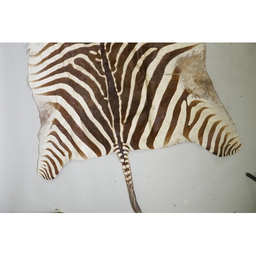 1038 - A Zebra skin rug, 152 x 265cm