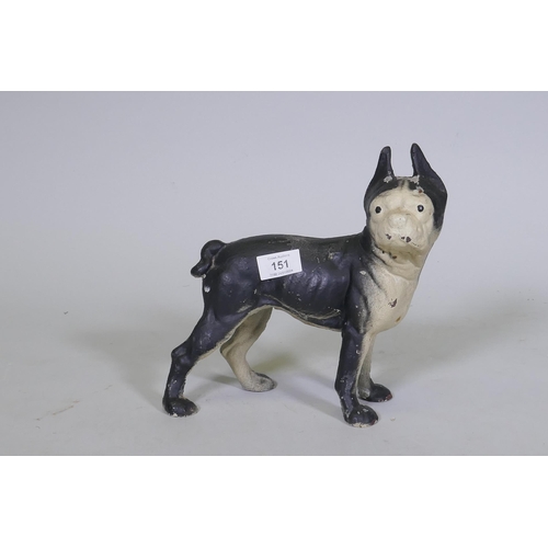 151 - A cold painted cast iron door stop in the form of a French Bulldog, 24cm high