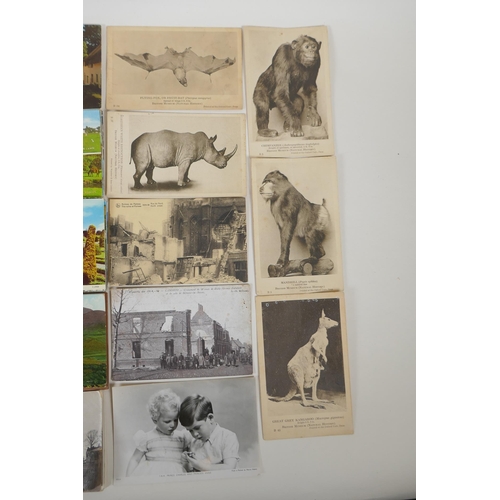 255 - A quantity of late C19th and C20th postcards, mainly UK, including some natural history, and a quant... 