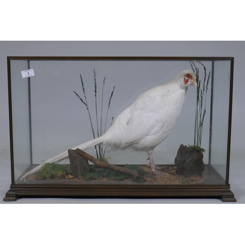 3 - Taxidermy: a rare antique taxidermy specimen of an albino pheasant, in glass case, late C19th/early ... 