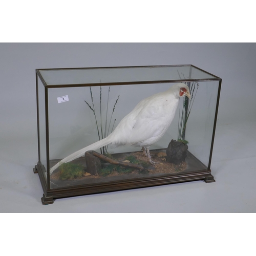 3 - Taxidermy: a rare antique taxidermy specimen of an albino pheasant, in glass case, late C19th/early ... 