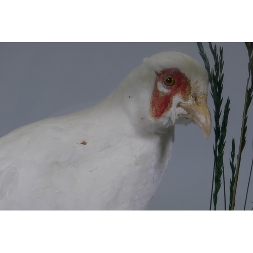 3 - Taxidermy: a rare antique taxidermy specimen of an albino pheasant, in glass case, late C19th/early ... 