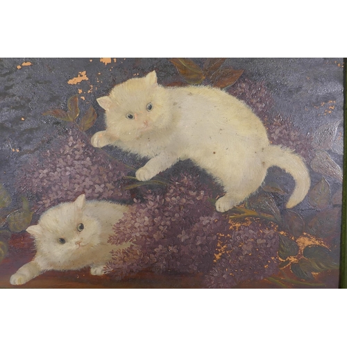 908 - Naive painting on glass, two kittens, in a velvet frame, labelled verso A. Cole, 1906