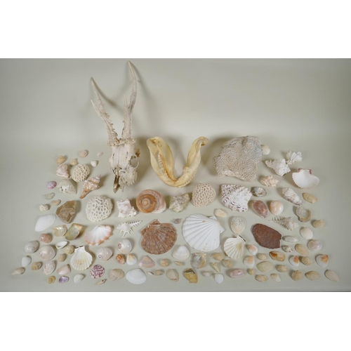 102 - Natural History: a large collection of shells, animal skulls and fossils