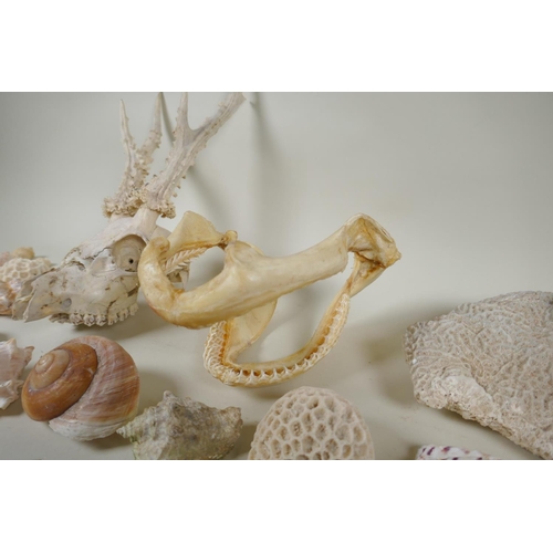 102 - Natural History: a large collection of shells, animal skulls and fossils