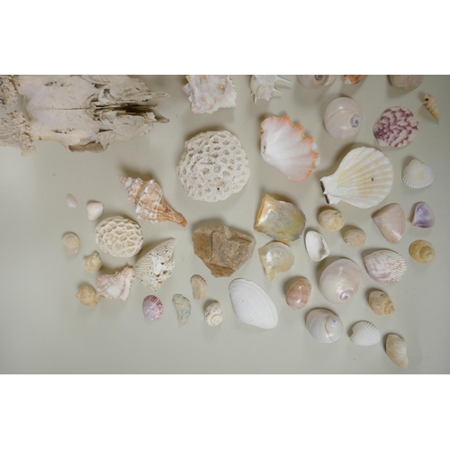 102 - Natural History: a large collection of shells, animal skulls and fossils