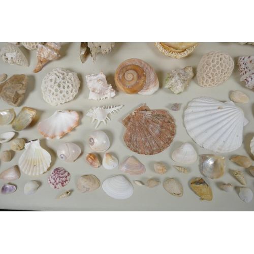 102 - Natural History: a large collection of shells, animal skulls and fossils