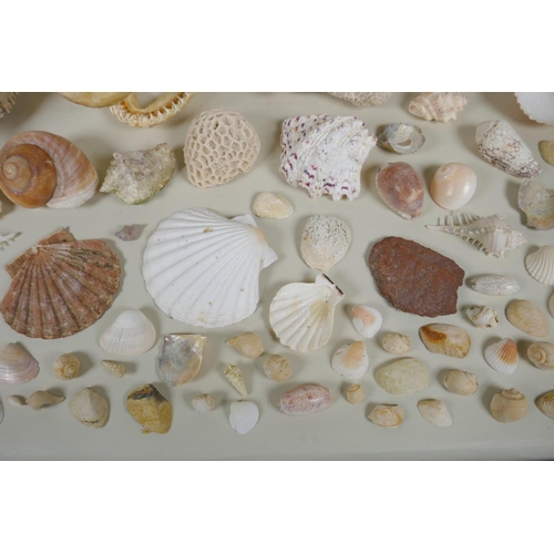 102 - Natural History: a large collection of shells, animal skulls and fossils