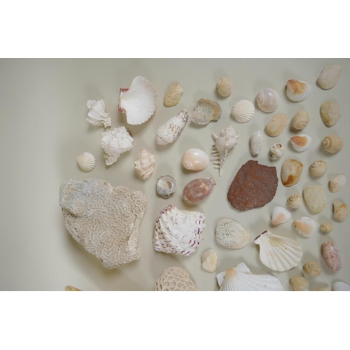 102 - Natural History: a large collection of shells, animal skulls and fossils