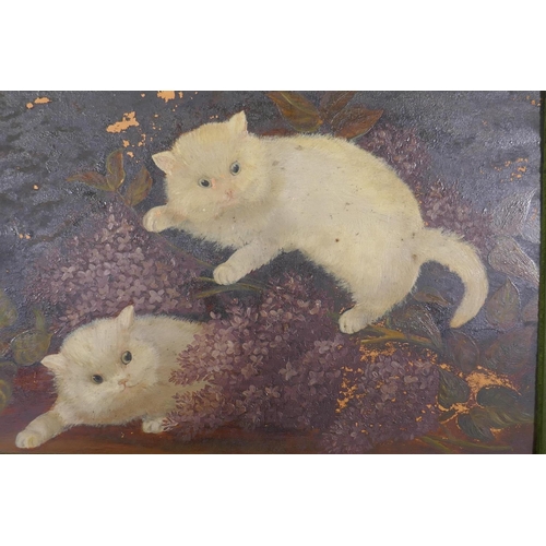 883 - Naive painting on glass, two kittens, in a velvet frame, labelled verso A. Cole, 1906