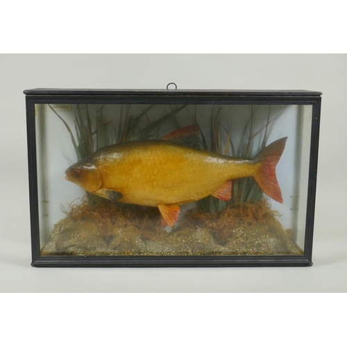 20 - A vintage cased taxidermy roach, 46 x 11cm 28cm high