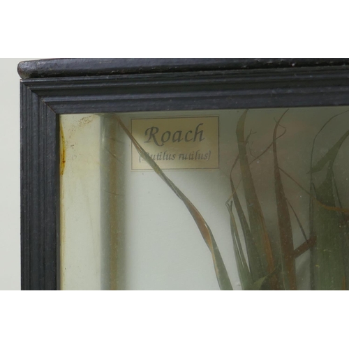 20 - A vintage cased taxidermy roach, 46 x 11cm 28cm high