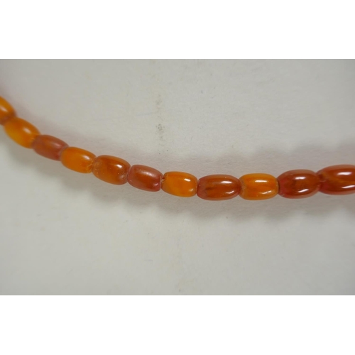 603 - A graduated butterscotch amber bead necklace, 56cm long, 21g