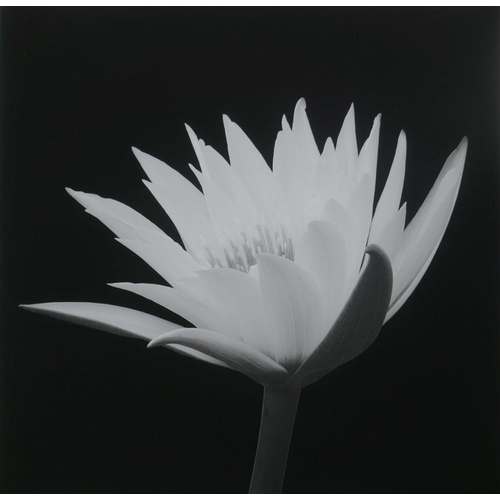 944 - After Hiroyuki Arakawa (Japanese, b.1951), Submerged with Life #2, photographic print from his flowe... 