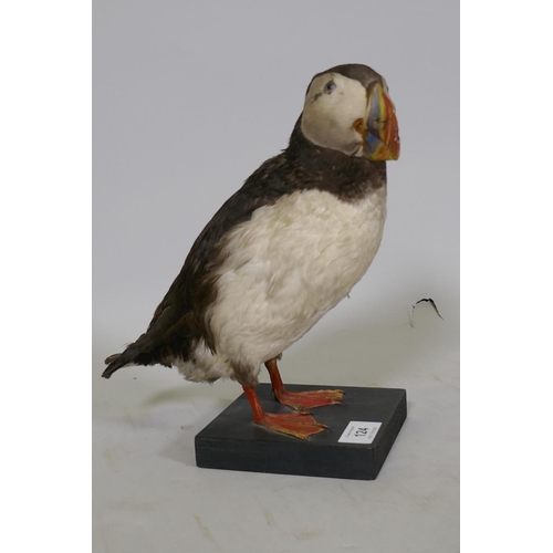 124 - A taxidermy study of a puffin, mounted on a wooden base, 26cm high