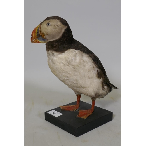 124 - A taxidermy study of a puffin, mounted on a wooden base, 26cm high