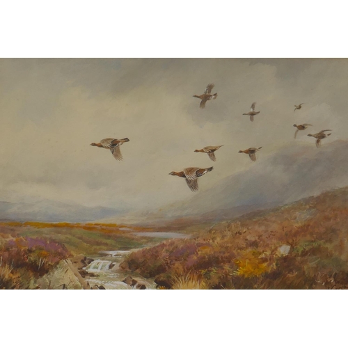 831 - Roland Green, (British, 1890-1972), grouse in flight, watercolour, 51 x 35cm