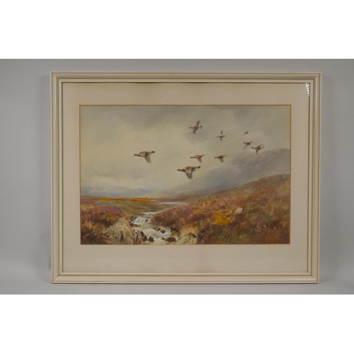 831 - Roland Green, (British, 1890-1972), grouse in flight, watercolour, 51 x 35cm