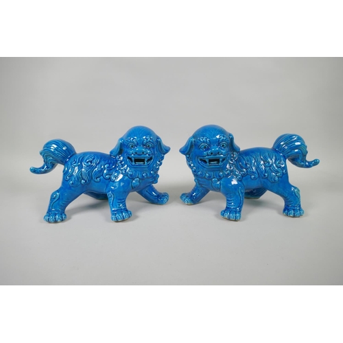 98 - A pair of Chinese turquoise glazed porcelain fo dogs, 25cm long