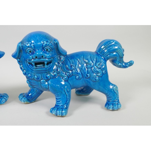 98 - A pair of Chinese turquoise glazed porcelain fo dogs, 25cm long