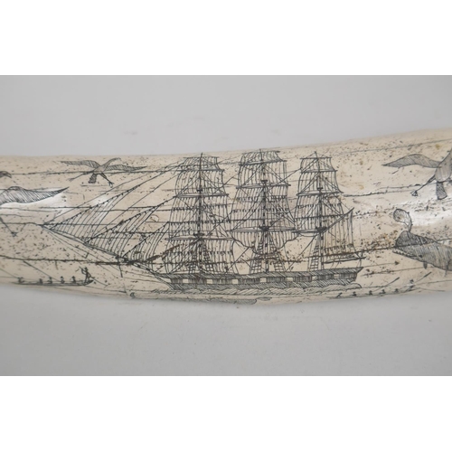 104 - A composition carved and moulded scrimshaw depicting the whaler The Charles W. Morgan, sailing out o... 