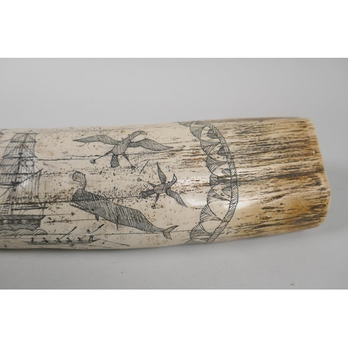 104 - A composition carved and moulded scrimshaw depicting the whaler The Charles W. Morgan, sailing out o... 