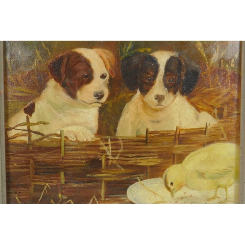 880 - Puppies and chick, oil on canvas laid on board, 30 x 25cm