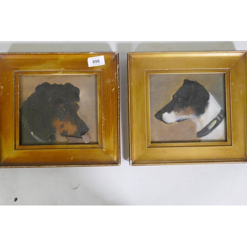 899 - Study of a terrier's head, unsigned, late C19th/early C20th, a pair of oils on millboard, 18 x 16cm