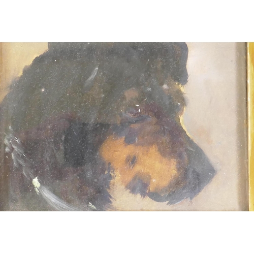 899 - Study of a terrier's head, unsigned, late C19th/early C20th, a pair of oils on millboard, 18 x 16cm