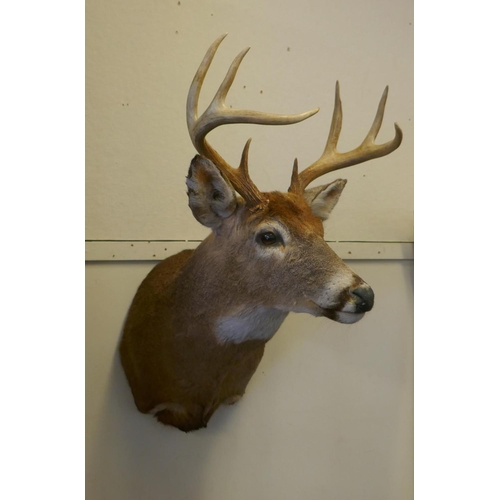 1030 - A large taxidermy wall mounted stags head, approx 80cm high